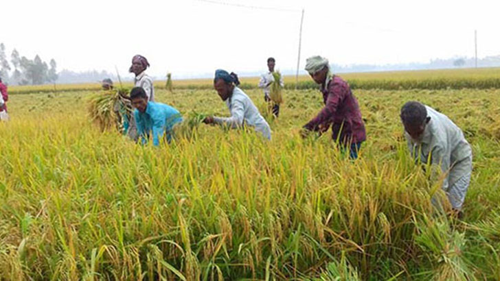 হাওড়ের বোরো ফসল রক্ষায় উদ্যোগ চান জাপা এমপি