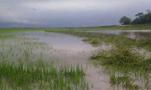 হাওরে ৫ হাজার হেক্টর জমির ফসল ক্ষতিগ্রস্ত হয়েছে