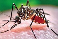 ২৪ ঘণ্টায় ডেঙ্গু হয়ে হাসপাতালে ভর্তি ২৮