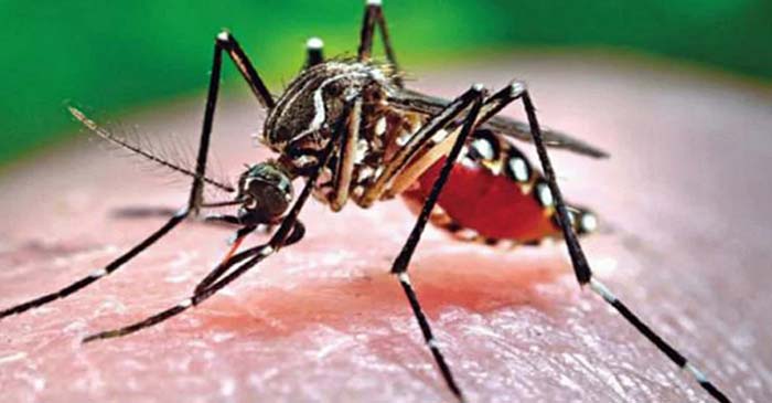 ডেঙ্গুতে একদিনে ৮ জনের মৃত্যু, হাসপাতালে ১৩৮৯