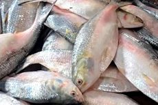 ভারতে যাচ্ছে ইলিশ, ঢাকার বাজারে বাড়ছে দাম