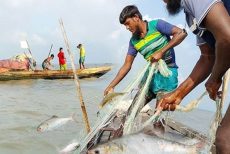 পদ্মা-মেঘনায় ১৩ অক্টোবর থেকে ২২ দিন ইলিশ ধরায় নিষেধাজ্ঞা