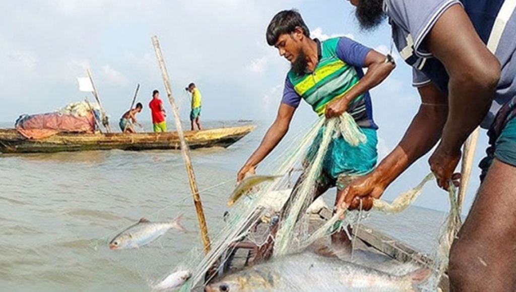 পদ্মা-মেঘনায় ১৩ অক্টোবর থেকে ২২ দিন ইলিশ ধরায় নিষেধাজ্ঞা
